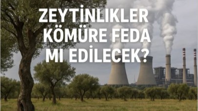 Zeytinlikler Kömüre Feda mı Edilecek?