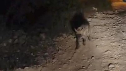 Şanlıurfa’da Sırtlanla Yüz Yüze Gelen Gençlerin Panikleri!