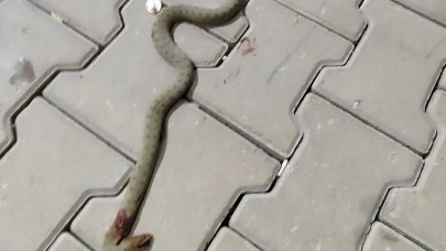 Konteynerde Yılan Alarmı! Panik Anları Kamerada