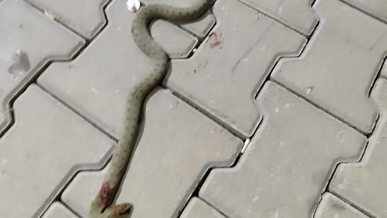 Konteynerde Yılan Alarmı! Panik Anları Kamerada