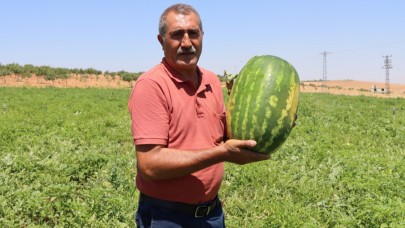 Türkiye’nin En Lezzetli Karpuzlarından Biri Şanlıurfa’da