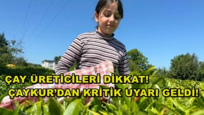 Çay Üreticileri Dikkat! ÇAYKUR’dan Kritik Uyarı Geldi!