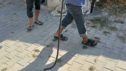 Şanlıurfa’da Köy İmamının Evinde 2 Metrelik Yılan Paniği!