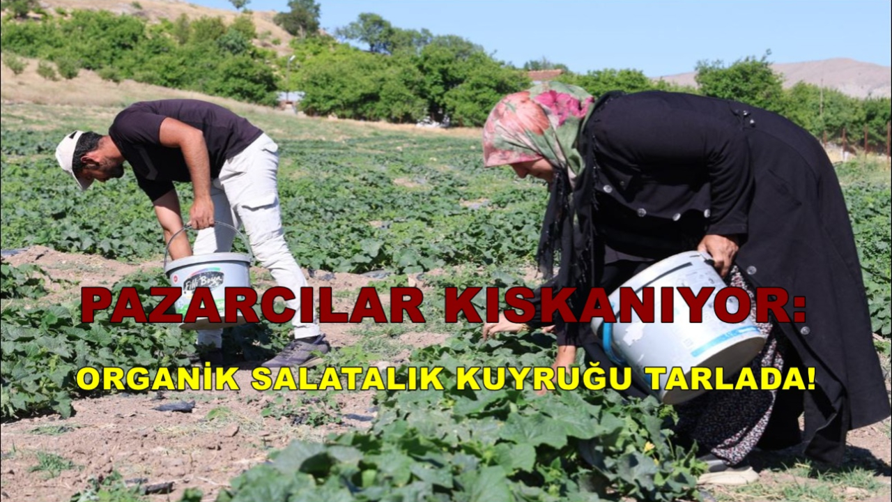 Pazarcılar Kıskanıyor: Organik Salatalık Kuyruğu Tarlada!