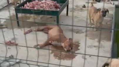 Barınakta Skandal: Şanlıurfa’da Tepki Çeken Görüntü!