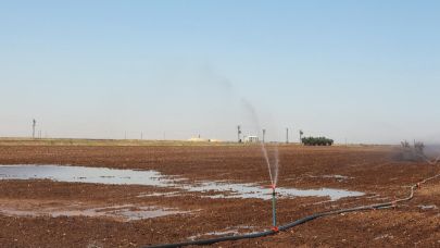 Dicle Elektrik: Mısır Ekimi Su ve Enerjiye Zarar Veriyor