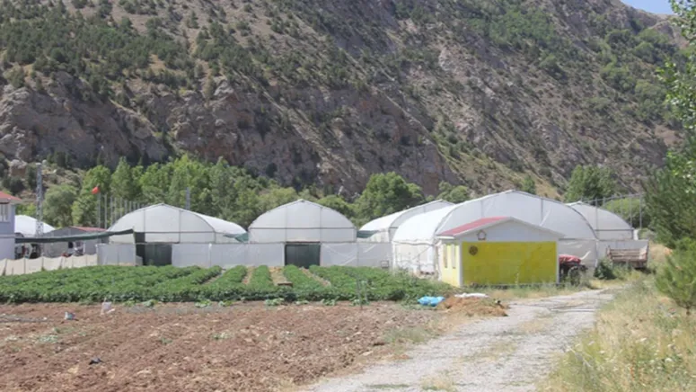Bir Sebze Hayatını Değiştirdi: Şimdi Tonlarca Üretiyor!