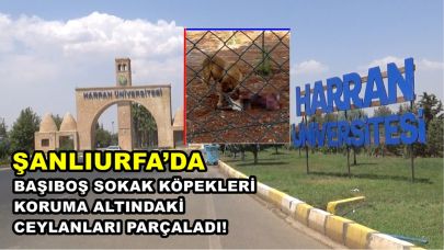 Şanlıurfa’da Başıboş Sokak Köpekleri Koruma Altındaki Ceylanları Parçaladı!