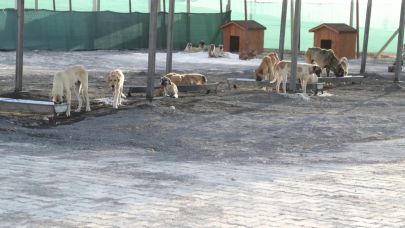Başkan Kuş’un Övündüğü Barınakta Sadece 20 Köpek Mi Var?