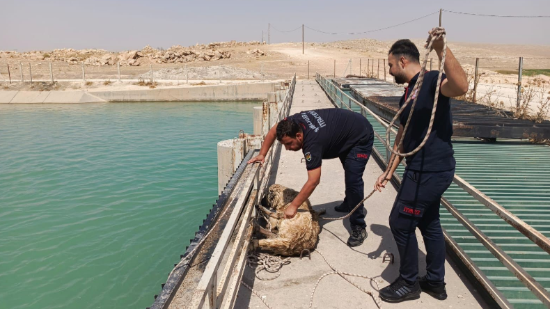 Şanlıurfa’da Kanala Düşen Köpeği İtfaiye Ekipleri Kurtardı