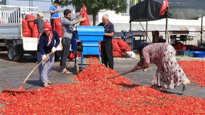 Şanlıurfa’da İsot Hasadı Başladı, Lezzet Canlanıyor.