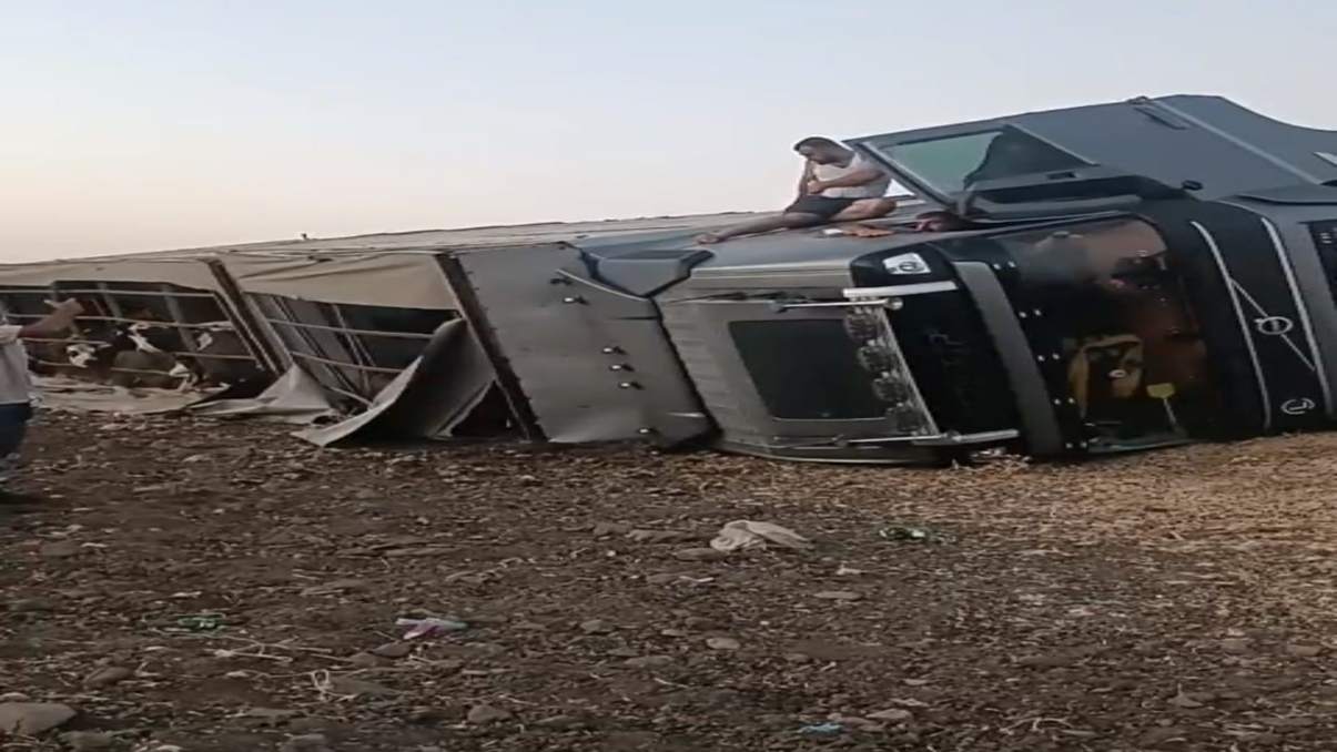 Siverek’te Büyükbaş Hayvan Taşıyan Tır Devrildi