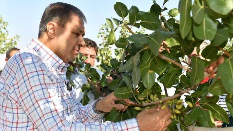 Urfa’nın Sembolü Fıstıkta Hasat Sezonu Açıldı!