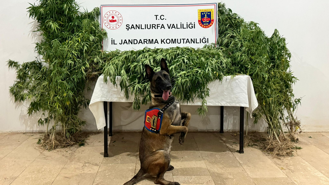 Şanlıurfa’da Jandarmadan Uyuşturucu Operasyonu