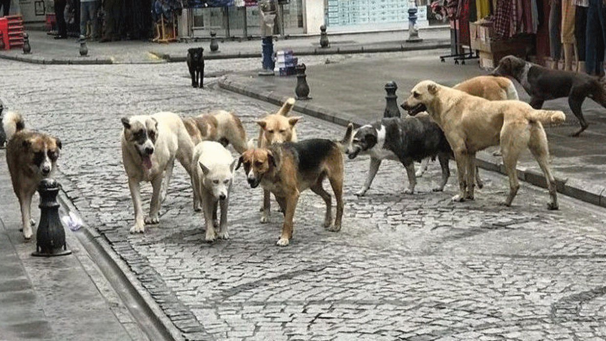İstanbul’da Başıboş Sokak Köpeklerini Toplama Acil Kampanyası