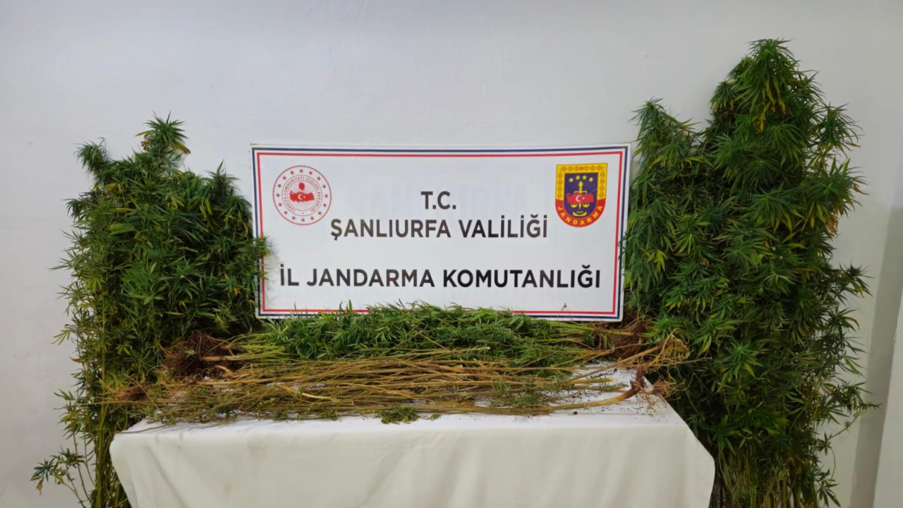 Şanlıurfa’da Narkotik Operasyonu:15 Şüpheli Yakalandı