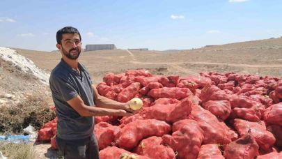 Tonlarca Soğan Araziye Atıldı, Vatandaşlar Toplamak İçin Koştu