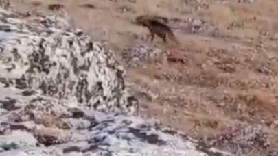 Şanlıurfa'da Nesli Tehlike Altında Olan Çizgili Sırtlan Görüldü
