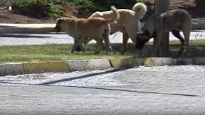 Harran Üniversitesi Kampüsünde Başıboş Köpek Korkusu