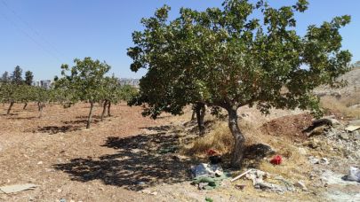 Şanlıurfa’da Kayıp Kadın Bahçede Ölü Bulundu