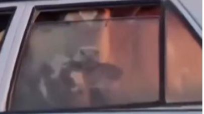 Şehir Turu Yapan İnek Görenleri Şaşırtttı!