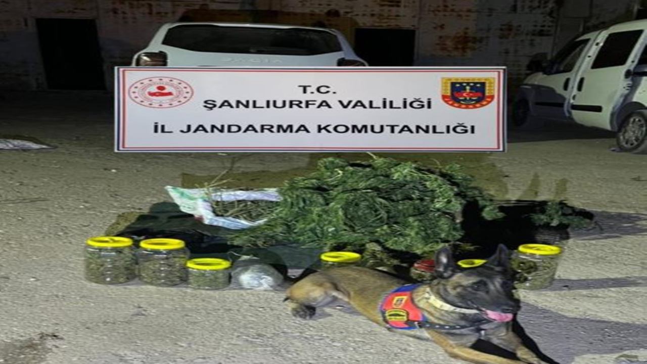 Şanlıurfa'da  13 kilo 600 gram skunk maddesi ele geçirildi