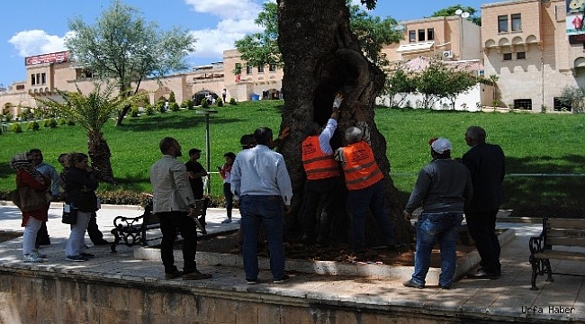 Asırlık ağaçlara özel bakım