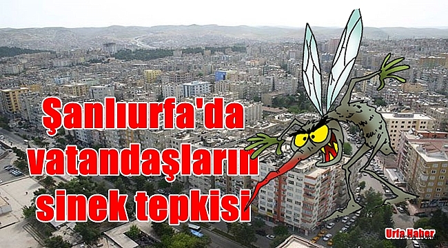 Şanlıurfa'da vatandaşların sinek tepkisi