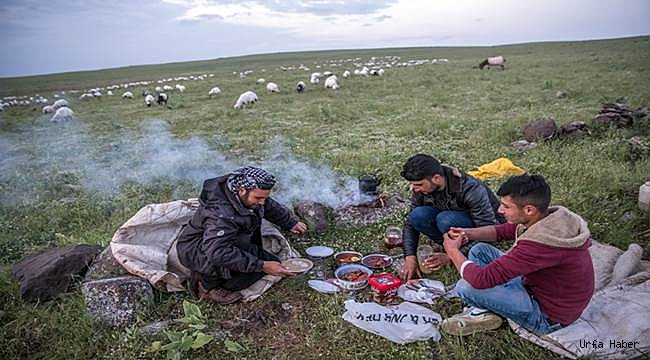 Çobanların iftarı da sahuru da merada
