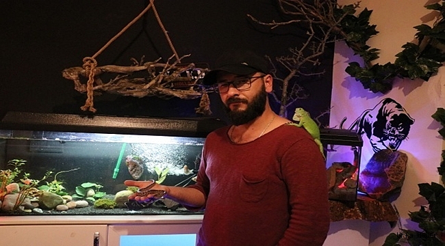 Kimsenin yanına yaklaşamadığı vahşi hayvanları ofisinde besliyor