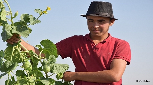 Şanlıurfa’da şelengo hasadı başladı