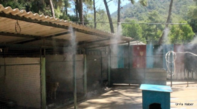 Urfa'da Sokak hayvanları için serinletme sistemi
