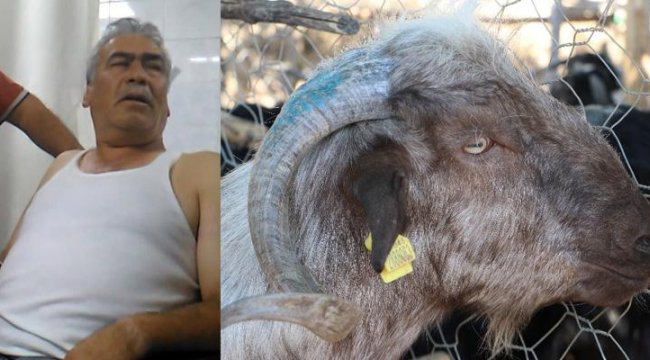 Gökten kafasına keçi düştü