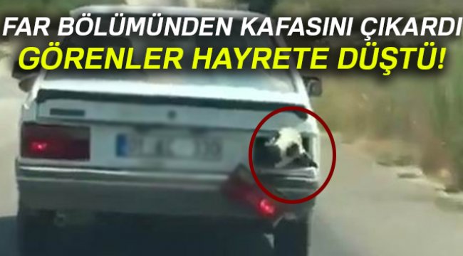 Kurbanlık koyun bagajda böyle taşındı