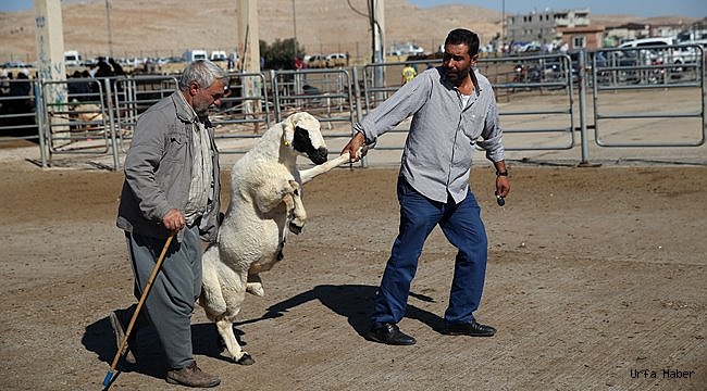 Şanlıurfa'daki küçükbaş kurbanlıklara "büyük" ilgi
