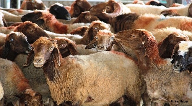Urfa'da Besicilerden kurban alacaklara çağrı