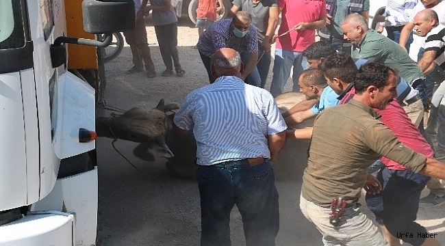 Urfa'da kurbanlıklar zor anlar yaşattı