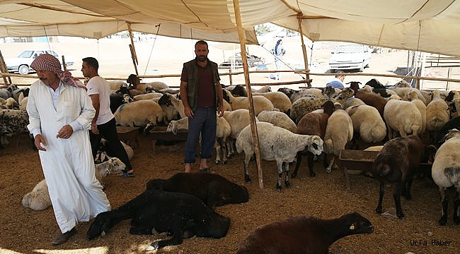 Urfa'da Son kurbanlıklar alıcılarını bekliyor