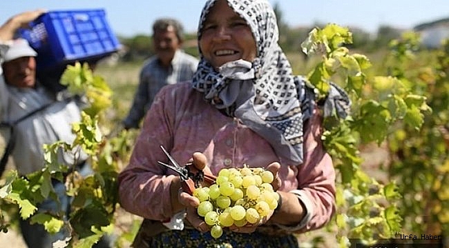 Şanlıurfa'da bağ bozumu zamanı