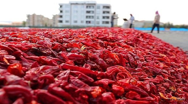Urfa'da isot üretimi için 960 dönüm alan ayrılacak