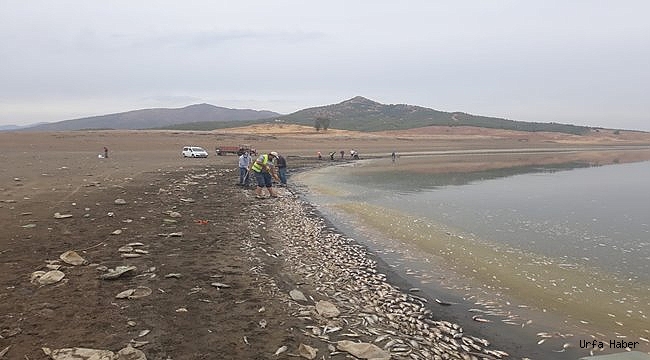 Gaziantep'teki balık ölümleri