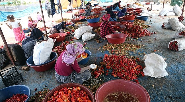 İsot Reçeli Sezonu Açıldı