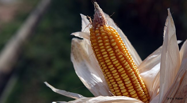 Mısıra destek üreticileri sevindirdi