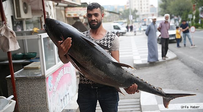 Şanlıurfa'da "Orkinos balığı" şaşkınlığı