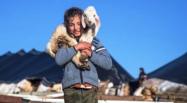 Göçebe hayatların çadırda çetin kışı