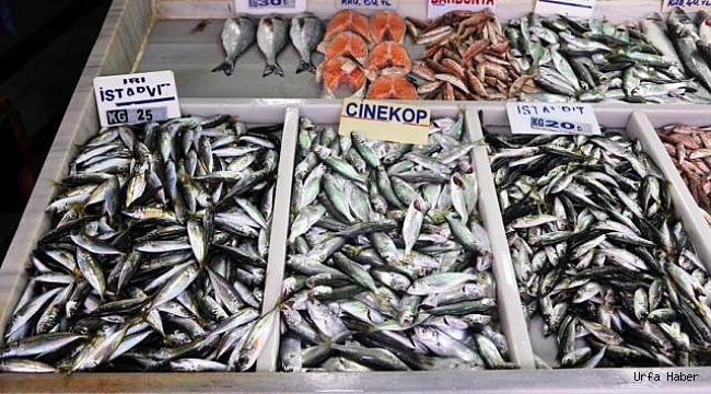 'Kişi başı yıllık 7,6 kilogram balık tüketiyoruz'