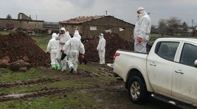 Kuş gribi şüphesiyle 200 tavuk itlaf edildi
