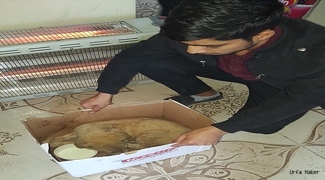 Menfeze sıkışan köpek yavrusunu öğretmenler kurtardı