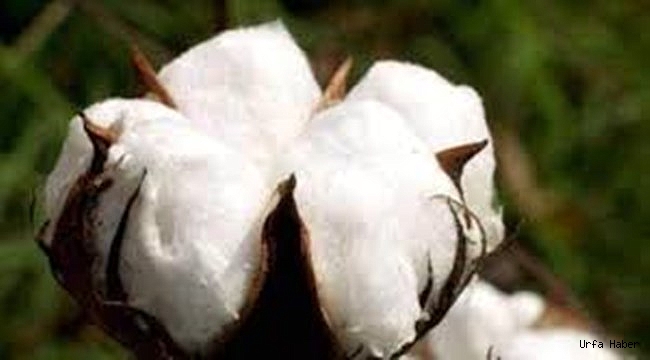 Preseli pamuğun kilogramı 8,35 liradan işlem gördü