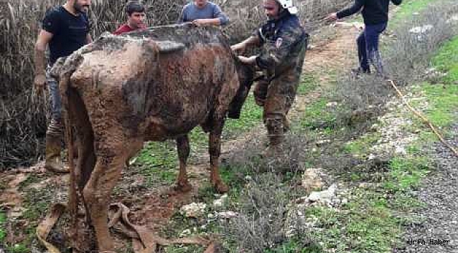 Bataklığa saplanan ineği itfaiye kurtardı